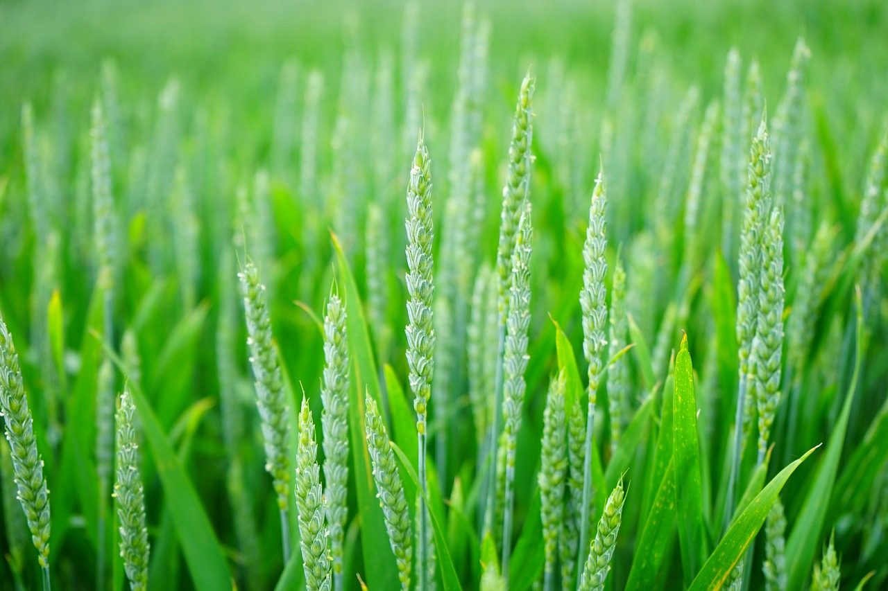 How to Establish an Eco-Friendly Worm Farm in Your Backyard